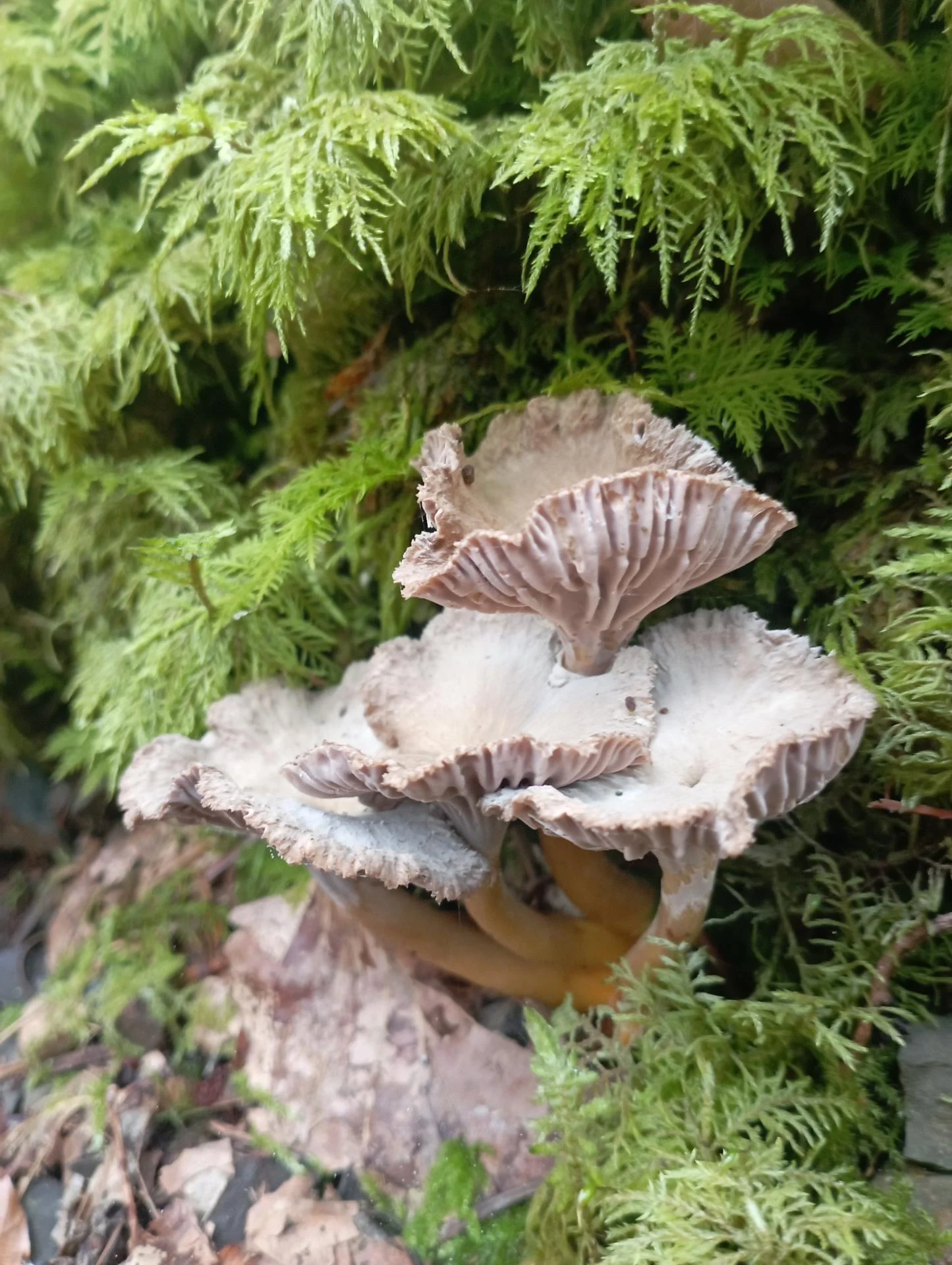Chanterelle en tube