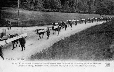 Convoi mulets vers goldbach