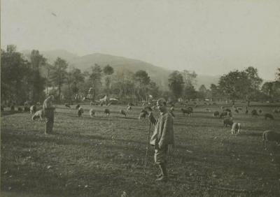 Mouton au paturage 14 octobre 1916